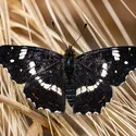 macro_028